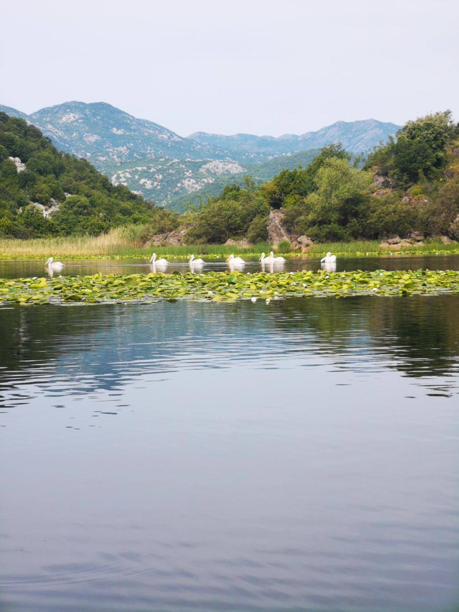 Apartment Dapcevic Skadar Lake Vranjina 외부 사진